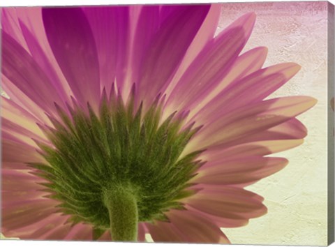 Framed pink daisy Print