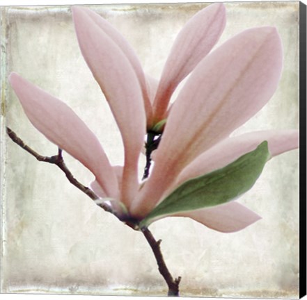 Framed Petal Purity III Print