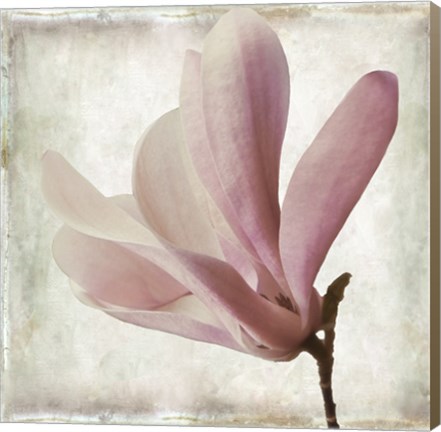 Framed Petal Purity IV Print