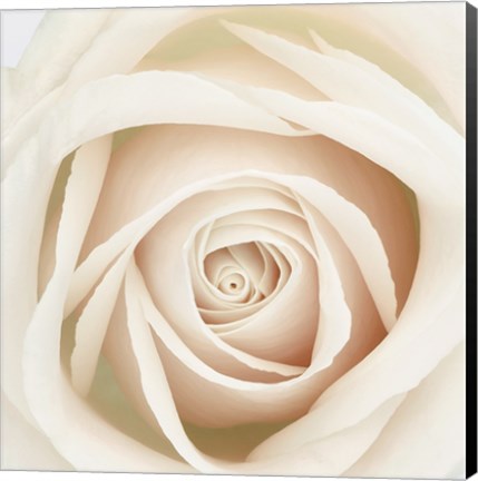 Framed Dawn Rose Print