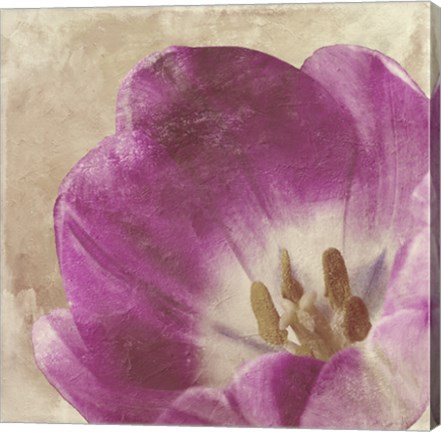 Framed Buttercream Tulip 1 Print