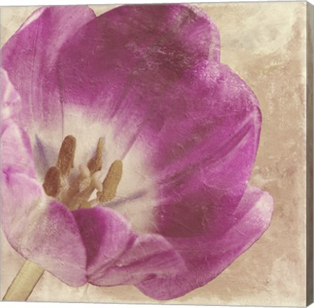 Framed Buttercream Tulip 1I Print