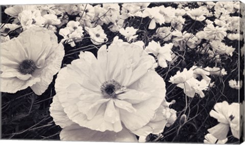 Framed White Poppy Field Print