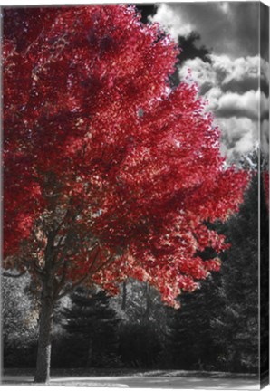 Framed New England Autumn II Print