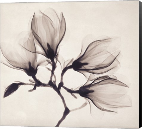 Framed Whisper Magnolia Print