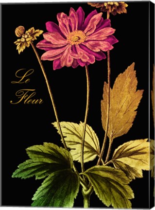 Framed Anemone Japonica Print