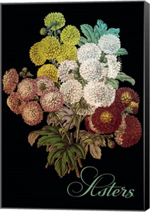 Framed Asters Print