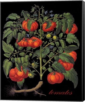 Framed Tomates Print