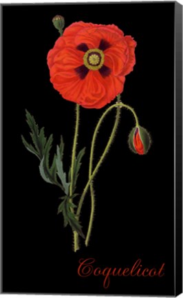 Framed Coquelicot Print