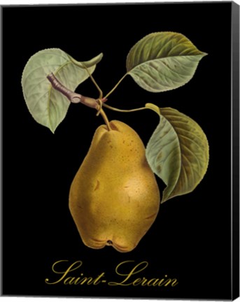 Framed St. Lerain Pear Print