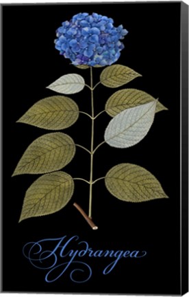 Framed Hydrangea Print