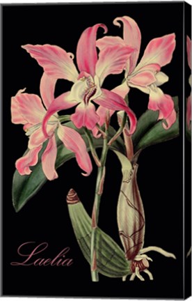 Framed Laelia Print