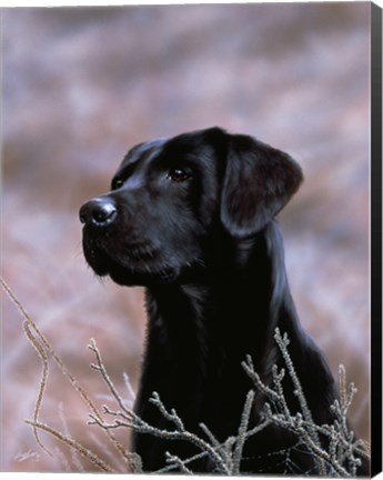Framed Black Lab Print