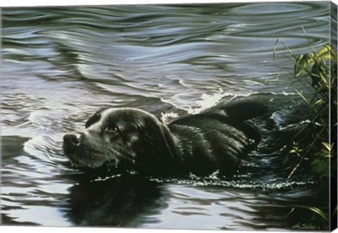 Framed Black Lab Swimming Print