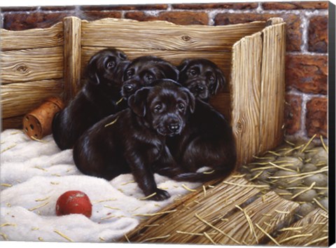 Framed Black Lab Puppies Print