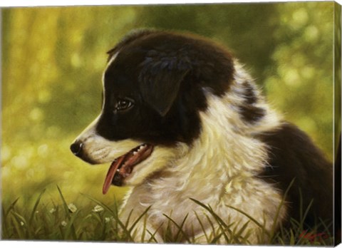 Framed Border Collie Pup 2 Print