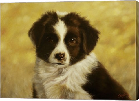 Framed Border Collie Pup 1 Print