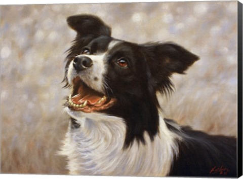Framed Border Collie 1 Print
