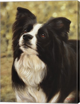 Framed Border Collie 2 Print