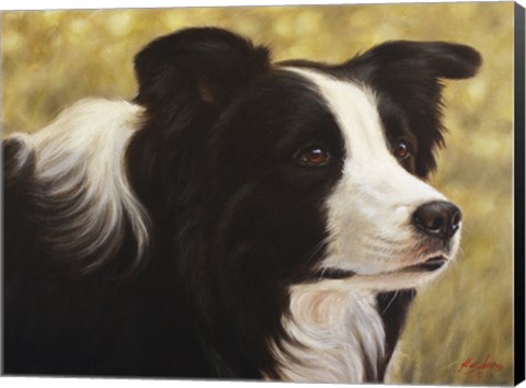 Framed Border Collie 3 Print