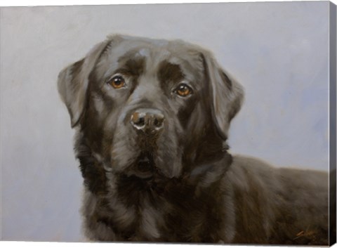 Framed Black Lab 11 Print