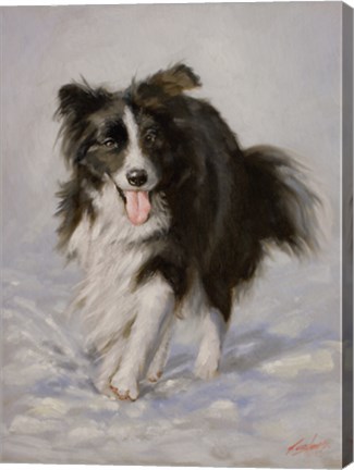 Framed Border Collie 2 Print