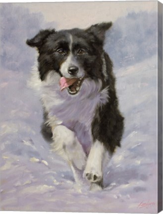 Framed Border Collie 3 Print