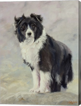 Framed Border Collie 4 Print
