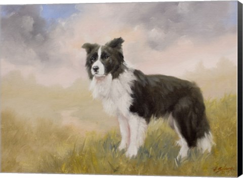 Framed Border Collie 5 Print