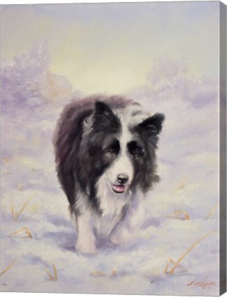 Framed Border Collie 6 Print