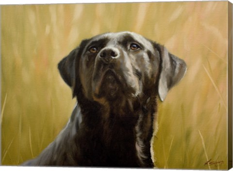 Framed Black Lab 12 Print