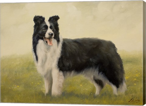 Framed Border Collie 7 Print