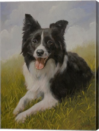 Framed Border Collie 8 Print