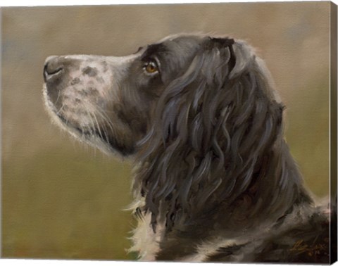 Framed Spaniel Print