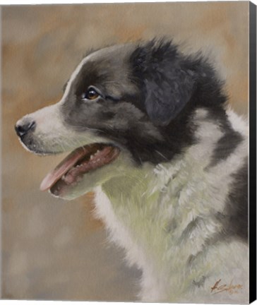 Framed Border Collie 9 Print