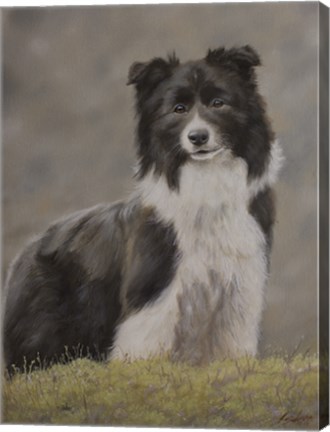 Framed Border Collie 10 Print