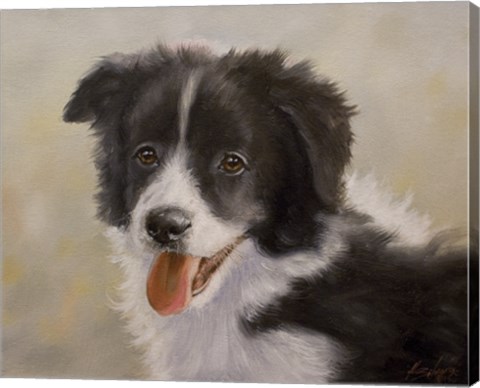 Framed Border Collie 11 Print