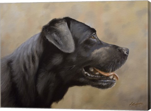 Framed Black Lab 16 Print