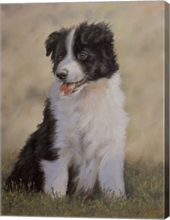 Framed Border Collie 12 Print
