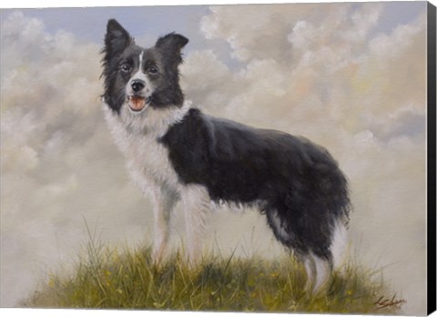 Framed Border Collie 13 Print