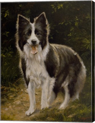 Framed Border Collie 14 Print
