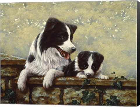 Framed Border Collie 15 Print
