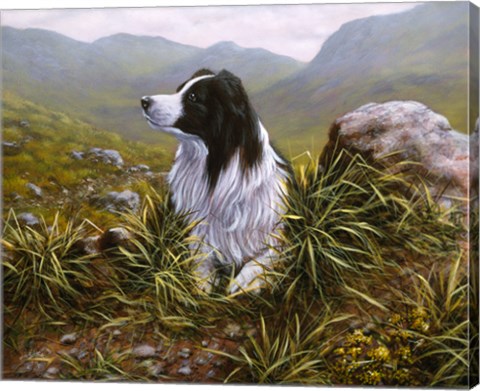 Framed Border Collie 16 Print