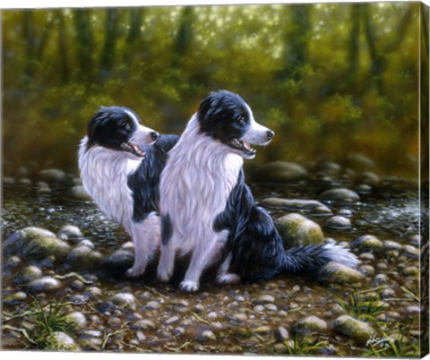Framed Border Collie 17 Print