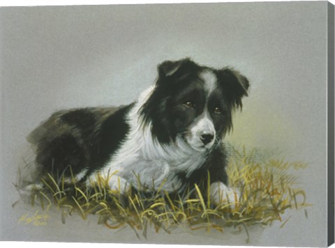 Framed Border Collie 18 Print