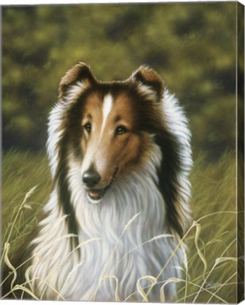 Framed Lassie Print