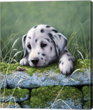 Framed Dalmatian Pup Print
