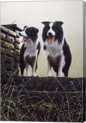 Framed Border Collie 19 Print
