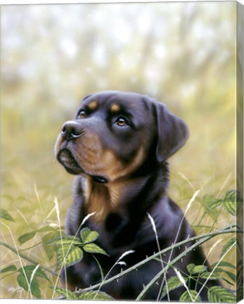 Framed Spirit Of Loyalty Print