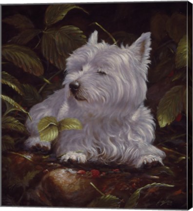 Framed Westie 6 Print